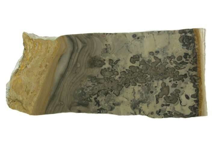 Triassic Aged Stromatolite Fossil - England #349919